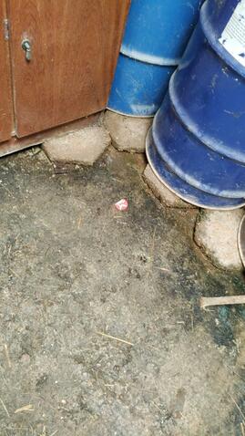 Original Digital object not accessible